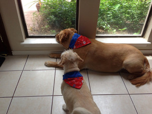 Our dogs modeling their new bandanas