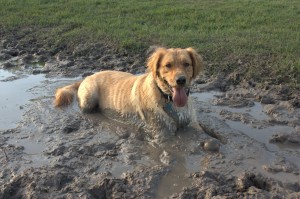 Abby loves mud baths!